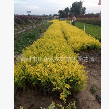 大量供應(yīng)金葉女貞苗 紅葉小檗批發(fā)紫葉小檗 北海道 黃楊