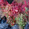 批發南天竹 紅天竹 紅楓盆栽盆景彩色庭院綠化工程苗 耐寒植