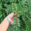 出售1公分花椒苗 大紅袍花椒苗批發(fā)供應(yīng) 品種齊全 花椒苗出售