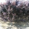 基地直銷2公分3公分4公分5公分紅葉李 規(guī)格齊全 易成活
