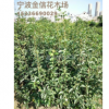 浙江寧波精桂高綠籬