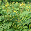 大量批發(fā)灌木種子黃花決明/黃花決明