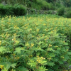 大量批發(fā)黃花決明種子/黃花決明種子
