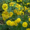 野菊花--碧盛生態(tài)專業(yè)供應(yīng)
