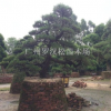廣東廣州黑松羅漢松