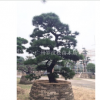 羅漢松