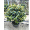 廣東佛山美國香茶