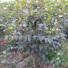 基地供應(yīng)柿子樹(shù) 品種純 樹(shù)姿直立 肉質(zhì)細(xì)密脆 陽(yáng)豐甜柿大樹(shù)