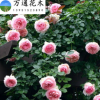產地直銷 藤本月季苗 月季花苗 大花 攀援植物 盆栽爬藤月季苗
