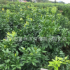 苗圃直銷大量果樹苗柑橘苗愛媛38號雜柑橘苗保證品種純度