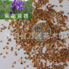 供應(yīng)紫花苜蓿種子 牧草系列 花圃苗圃生產(chǎn) 進口紫花苜蓿牧草種子