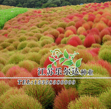 批發(fā)優(yōu)質(zhì)綠化草種 紅葉地膚 綠葉地膚 掃帚觀葉景區(qū)植物量大優(yōu)惠