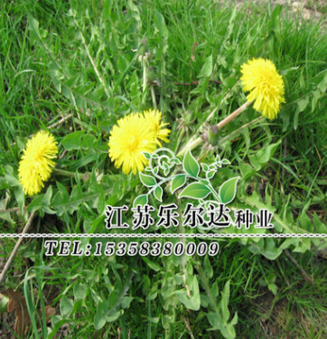 批發(fā)草花藥用花卉蒲公英草種植物工程景區(qū)家庭種植可支持貨到付款