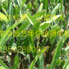 盆栽火龍果樹苗哪里有賣有根當年結果紅心火龍果出售
