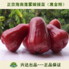 蓮霧苗 海南蓮霧苗 蓮霧苗基地 黑金剛蓮霧嫁接苗