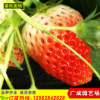 四季草莓苗泰安基地批發紅顏草莓苗高產法蘭地 章姬 全明星草莓苗
