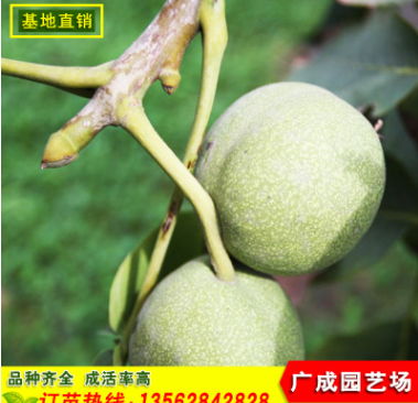 山東嫁接核桃苗抗病性強批發(fā)香玲核桃苗產(chǎn)量高品質(zhì)好9818核桃苗