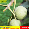山東嫁接核桃苗抗病性強(qiáng)批發(fā)香玲核桃苗產(chǎn)量高品質(zhì)好9818核桃苗