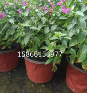 批發(fā)盆栽滿天星紫花滿天星客廳陽臺綠植盆栽花卉常年開花不斷