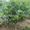 基地直銷綠化苗木批發桂花樹 嫁接桂花樹 盆栽四季桂花苗 八月桂