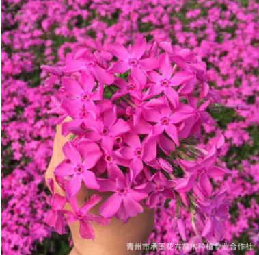 高檔宿根花卉 芝櫻花批發銷售 耐寒植物芝櫻花 花海