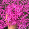 高檔宿根花卉 芝櫻花批發銷售 耐寒植物芝櫻花 花海