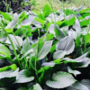 庭院綠化花卉玉簪大量批發 精品紫花玉簪 花海景觀裝飾花卉