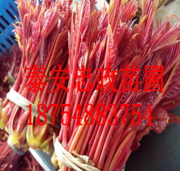 大棚紅油香椿樹苗價格 香椿苗基地 成活率高矮化香椿樹苗