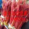 大棚紅油香椿樹苗價格 香椿苗基地 成活率高矮化香椿樹苗