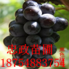 葡萄苗價格 早熟葡萄苗巨峰 紅提 美人指夏黑基地 晚熟葡萄苗