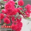 四季紅花薔薇花苗庭院美化 盆栽薔薇苗 月季花攀援花卉