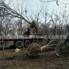 工程綠化苗木 櫸樹 紅櫸樹基地 貨源充足 規格齊全