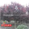 基地批發綠化苗木 花卉 紅葉李 紫葉李 紫葉李 各種規格
