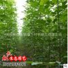 白蠟小苗低價批發 白蠟樹苗 行道樹 速生白蠟苗規格齊全工程綠化