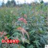 供應雞爪槭 綠化小苗 行道樹 雞爪楓 綠化工程苗木
