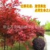 紅楓樹(shù)苗日本紅楓中國(guó)四季紅楓庭院綠化苗木紅舞姬盆栽地栽風(fēng)景樹(shù)