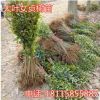 大葉女貞樹(shù)苗綠化苗南方北方種植庭院地栽四季常青高桿女貞苗批發(fā)