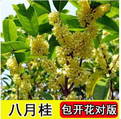 嫁接桂花苗盆栽綠植花卉植物丹桂金桂沉香桂朱砂桂花樹苗四季開花