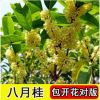 嫁接桂花苗盆栽綠植花卉植物丹桂金桂沉香桂朱砂桂花樹(shù)苗四季開(kāi)花