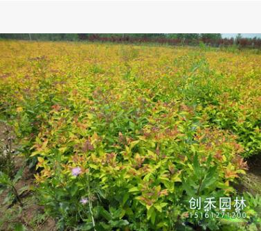 金山繡線菊低價批發(fā) 工程綠化 金山繡線菊苗規(guī)格齊全繡線菊種子