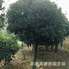 批發精品嫁接青島即墨嶗山桂花 種類齊全 成活率高