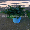 常春藤 吊蘭植物小型盆栽 垂吊青葉花葉金邊長青藤辦公室桌面陽臺