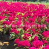 廠家直銷 草本花卉雞冠花 種花海景觀園藝花卉易種植 時令花卉