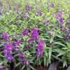 廠家直銷 批發(fā)香彩雀 宿根花卉 香彩雀盆栽 綠化色帶