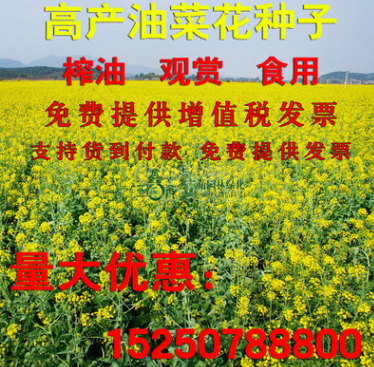 新采收油菜花種子景觀油菜花草花花海種子高產(chǎn)耐寒油菜花籽