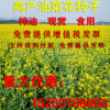 新采收油菜花種子景觀油菜花草花花海種子高產(chǎn)耐寒油菜花籽