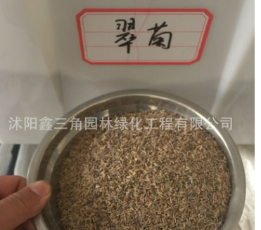翠菊花草 翠菊 觀賞植物 園藝花卉可盆栽花海專用