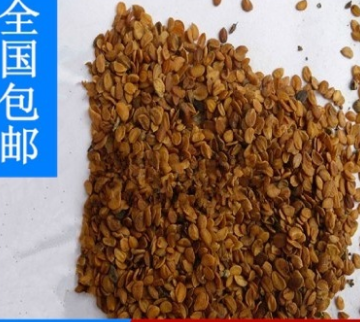 苗木種子 新采金銀木種子 優(yōu)質(zhì)金銀木 灌木種子 精選園林花木種子