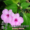 鳳仙花種子批發 中國鳳仙種子批發直銷處 實體店發貨 包發