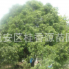 直徑50,60,70公分大桂花樹 湖北咸寧